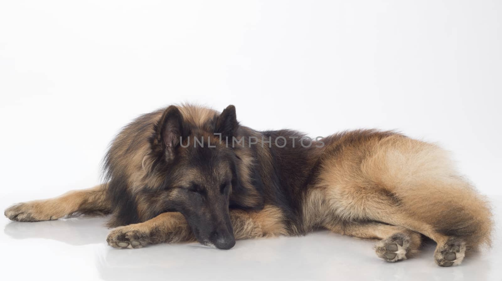 Dog, Belgian Shepherd Tervuren, sleeping, isolated on white background