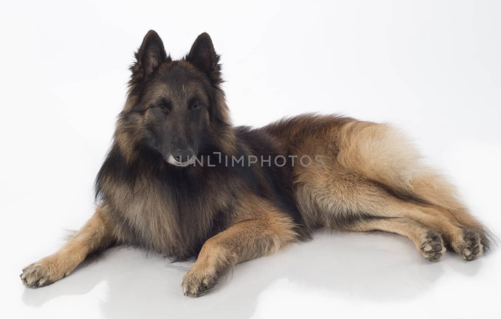 Dog, Belgian Shepherd Tervuren, lying eyes closed, isolated by avanheertum