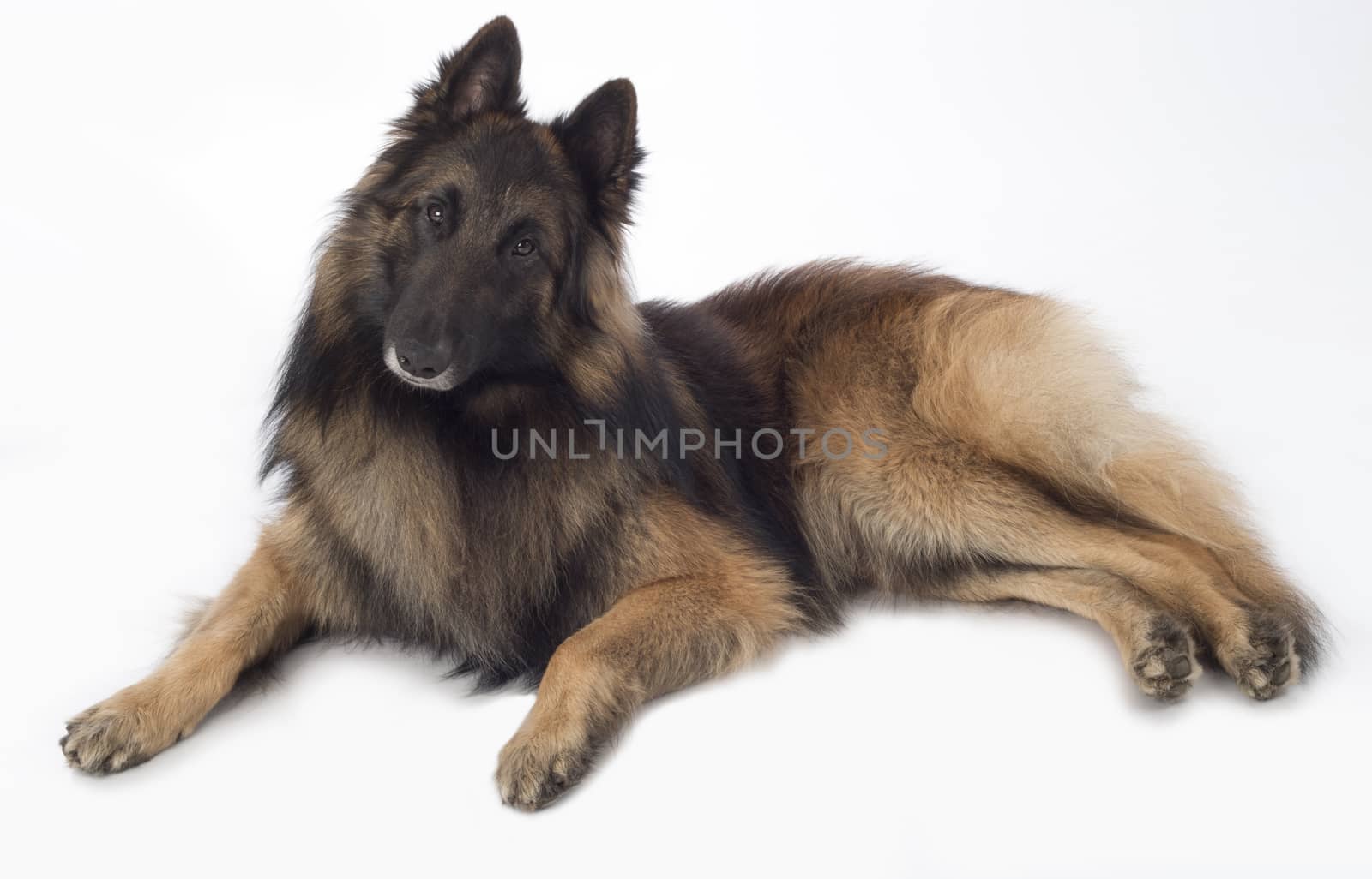 Dog, Belgian Shepherd Tervuren, lying, isolated on white background