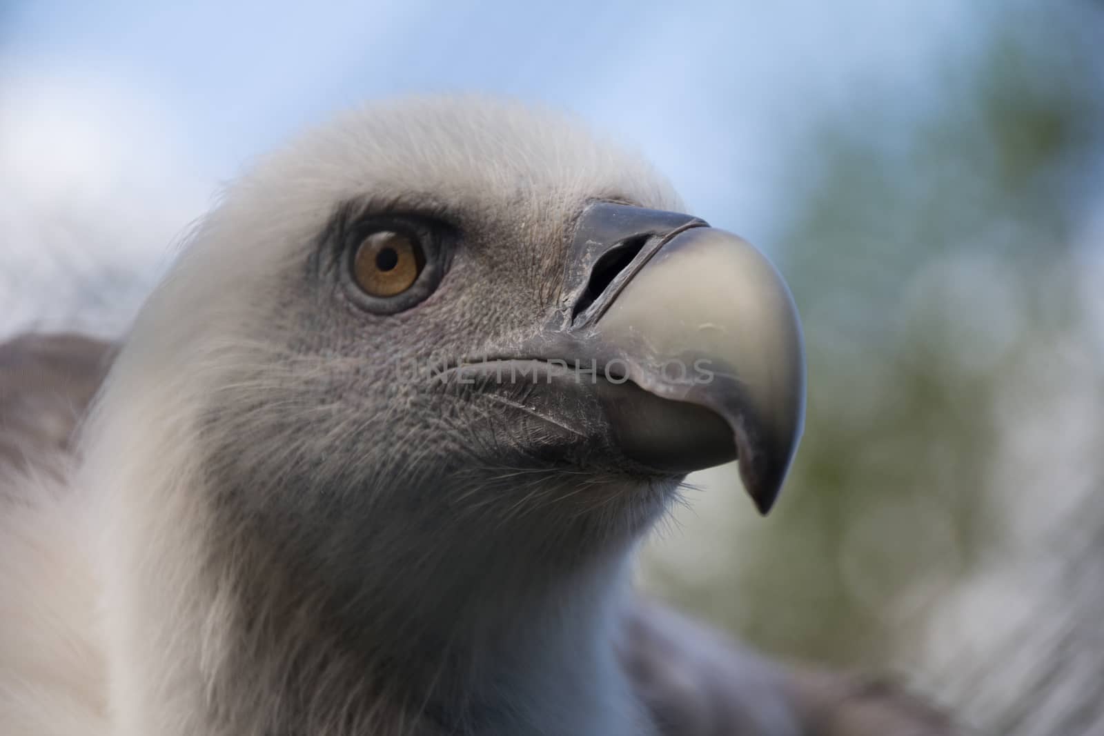 Headshot of young Griffon vulture, Gyps fulvus
