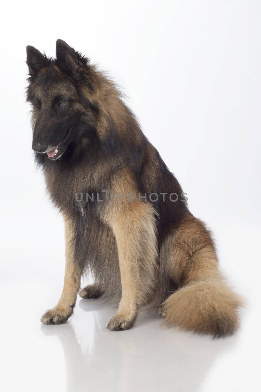 Dog, Belgian Shepherd Tervuren, sitting, isolated on white background