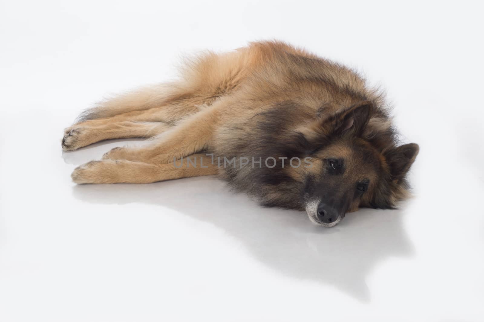 Dog, Belgian Shepherd Tervuren, lying, isolated on white background