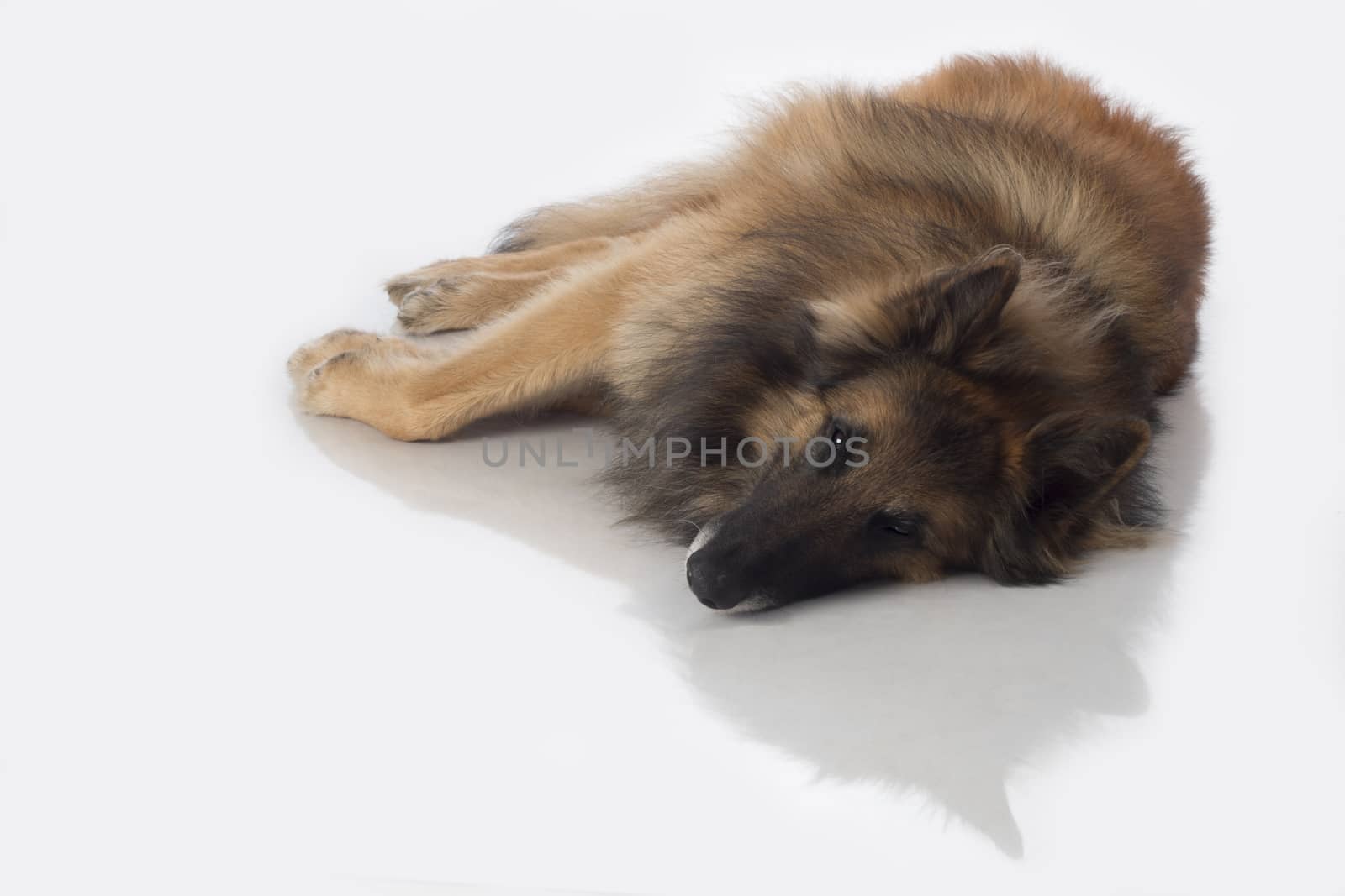 Dog, Belgian Shepherd Tervuren, lying, isolated on white background