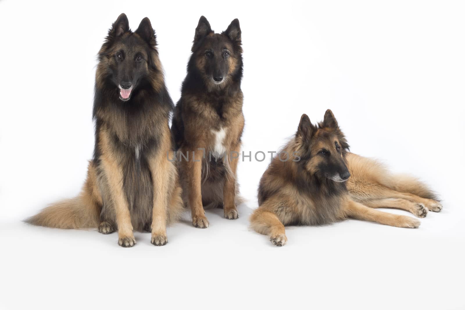 Three dogs, Belgian Shepherd Tervuren, isolated on white background