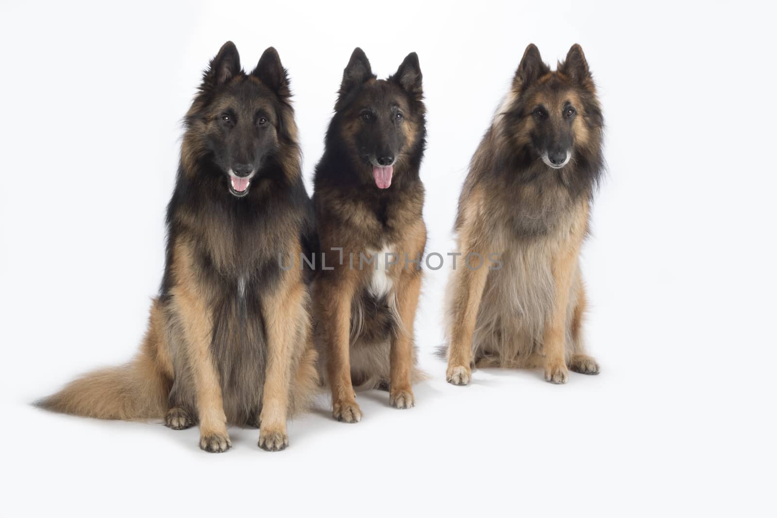 Three dogs, Belgian Shepherd Tervuren, isolated on white background