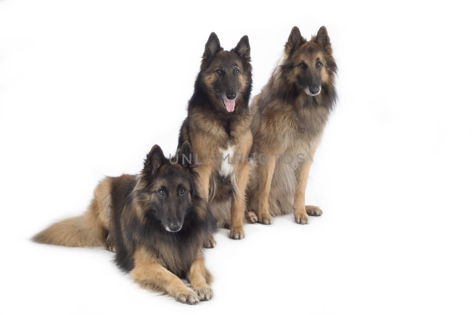 Three dogs, Belgian Shepherd Tervuren, isolated on white background