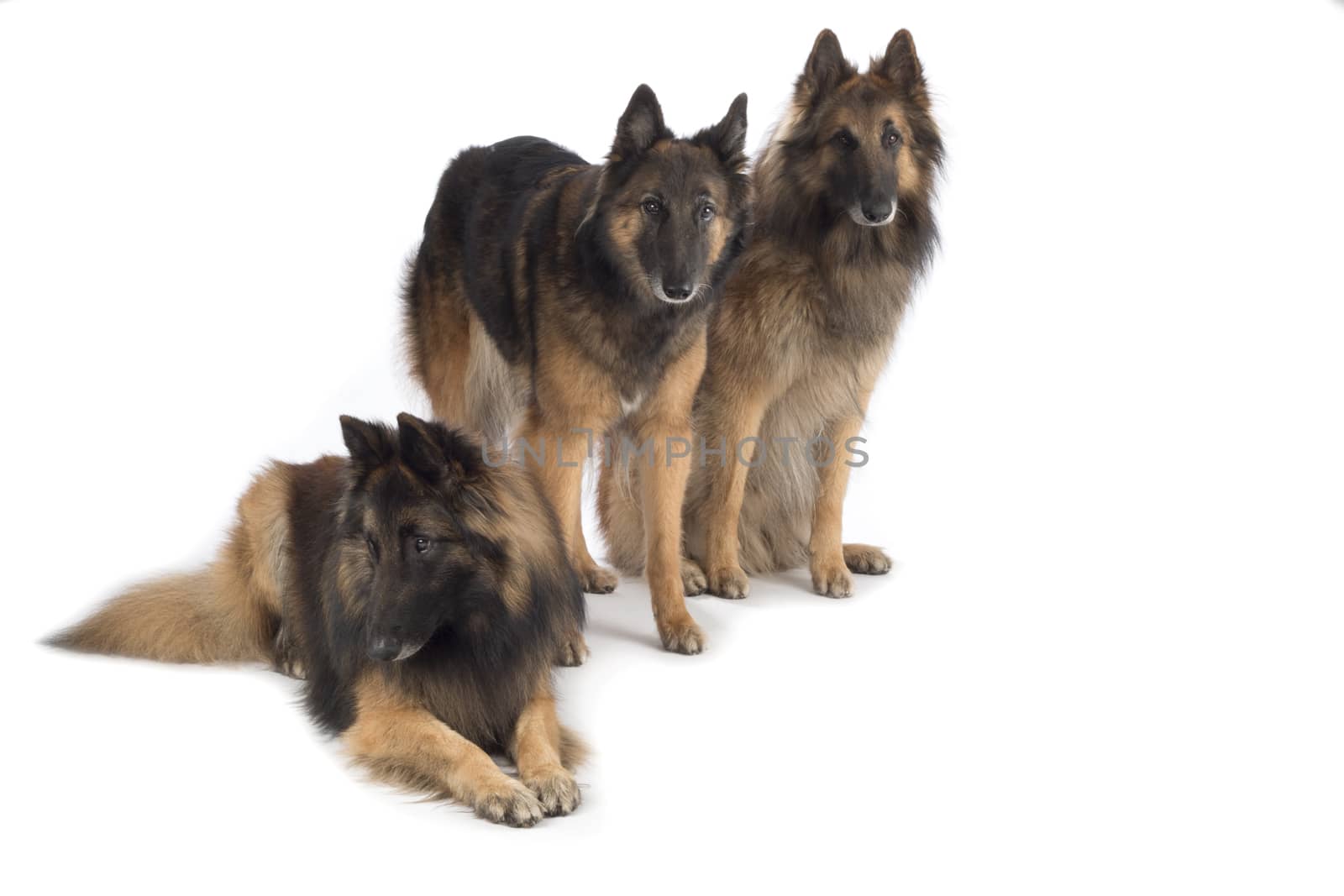 Three dogs, Belgian Shepherd Tervuren, isolated by avanheertum