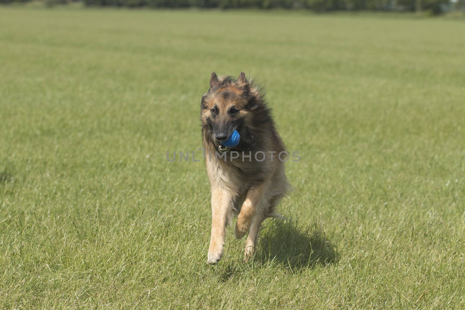 Dog with ball running in grass by avanheertum