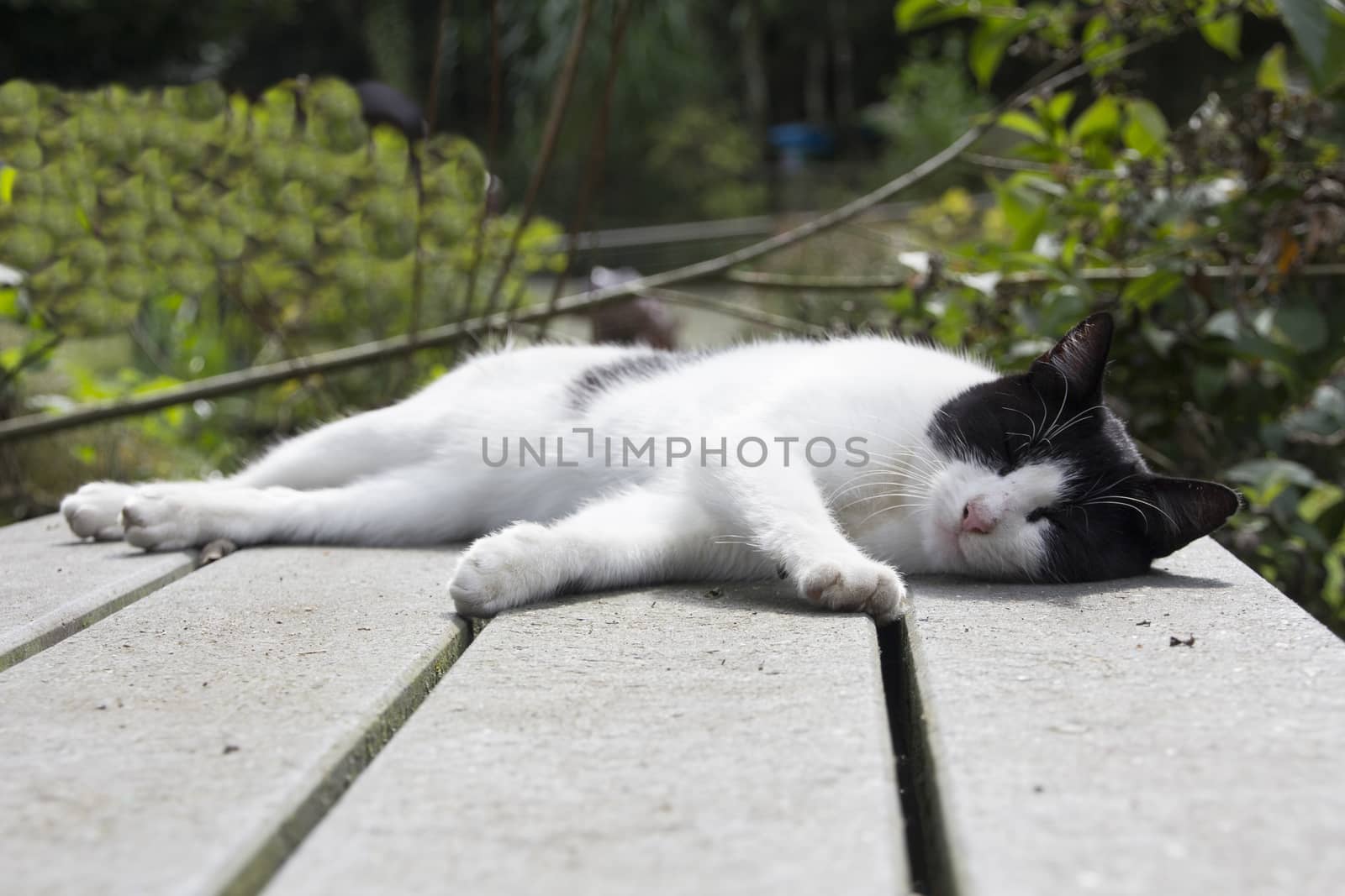 Black and white cat, sleeping on a table