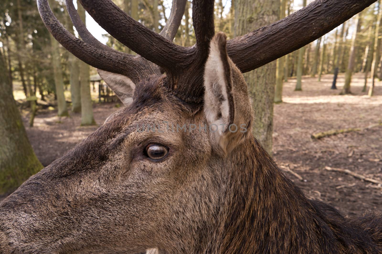 Closeup of a Deer by 3quarks