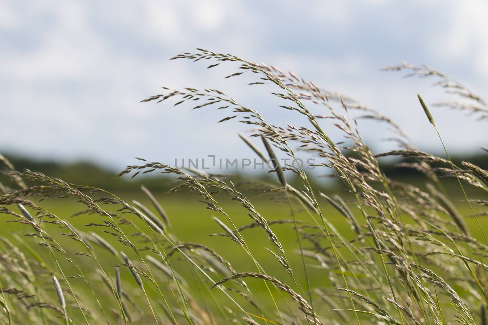 Long grass waving in the wind