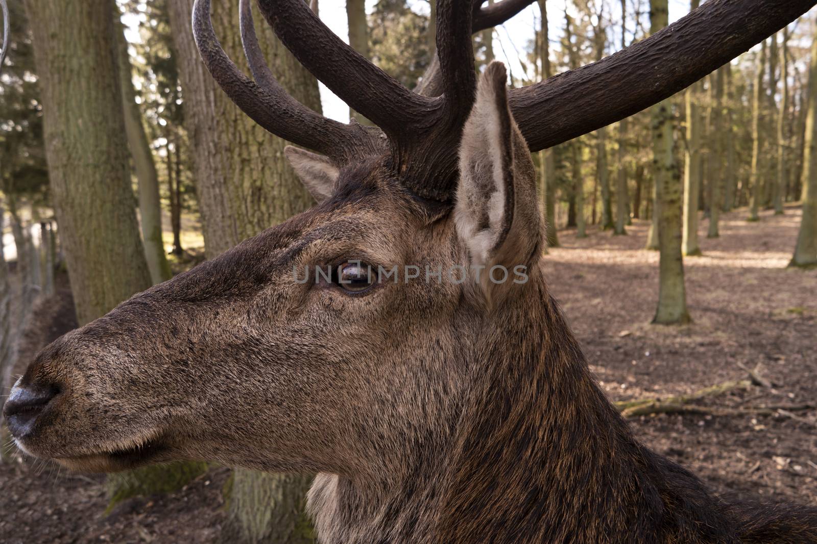 Closeup of a Deer by 3quarks