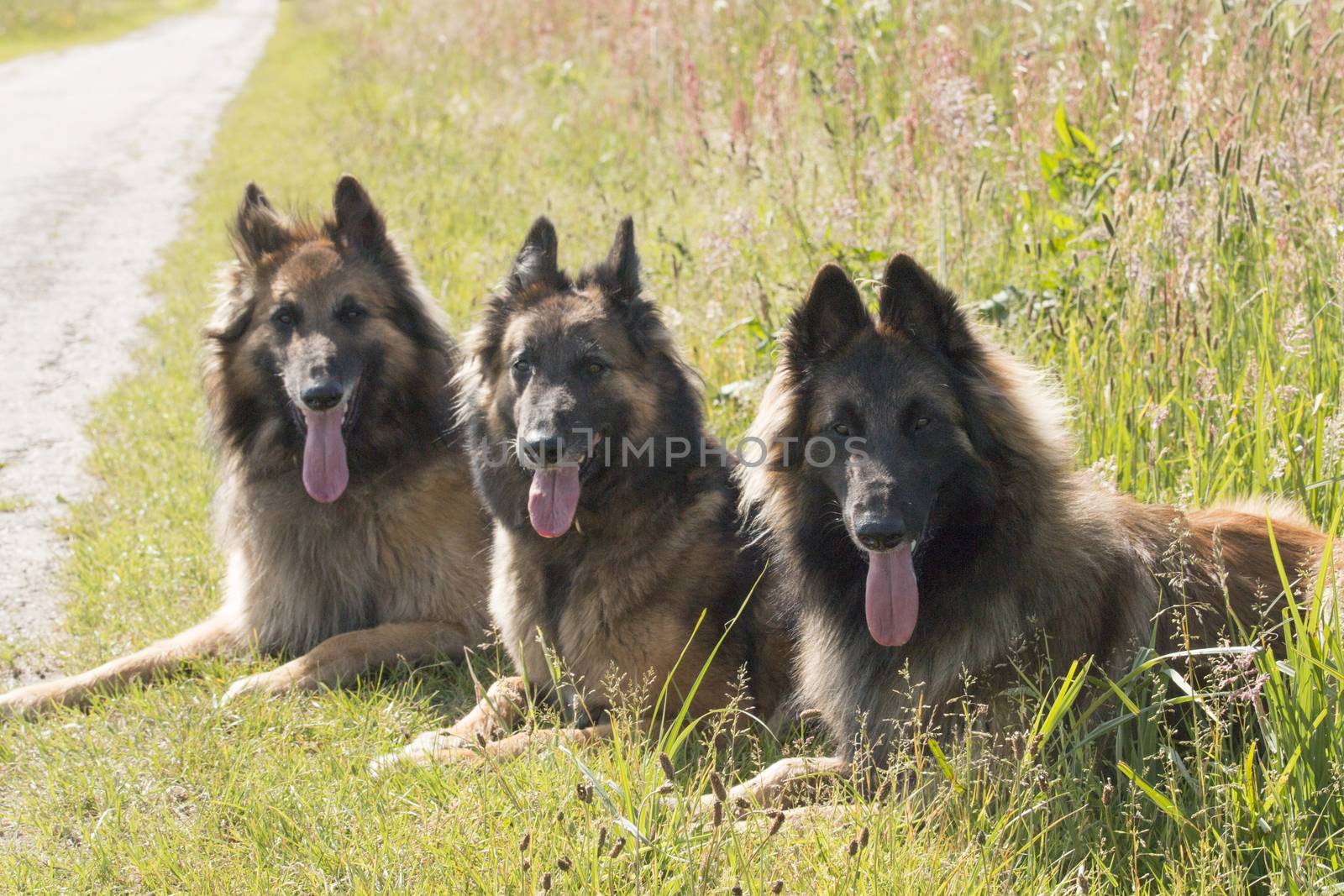 Three shepherd dogs lying in grass