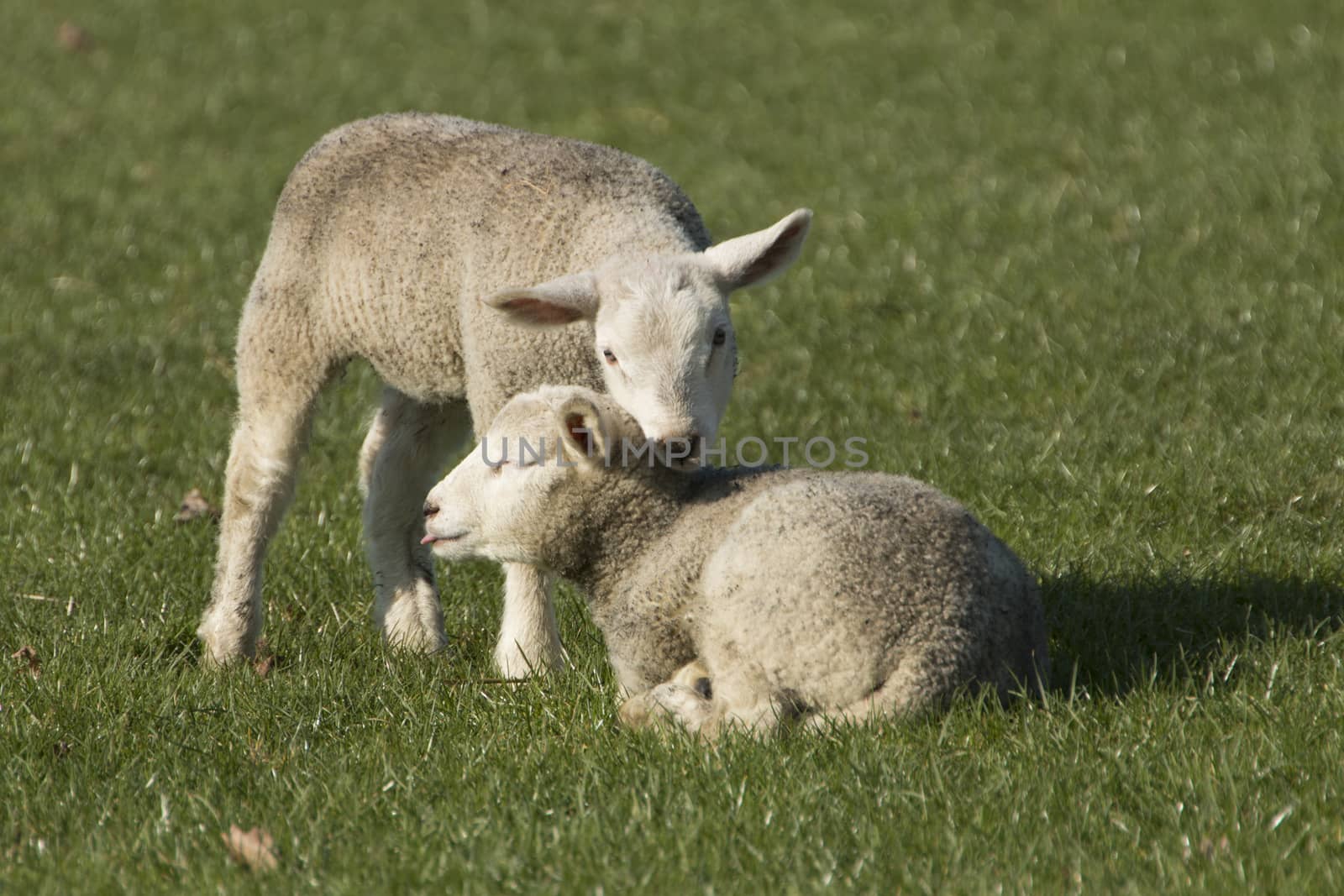 Two lambs on pasture, green grass