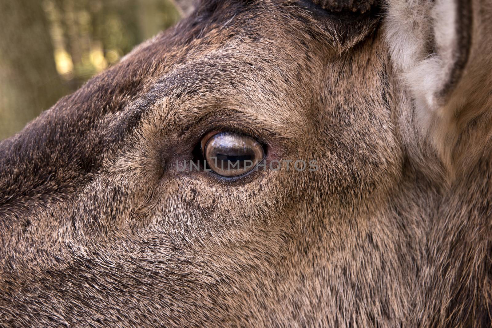 Closeup of a Deer