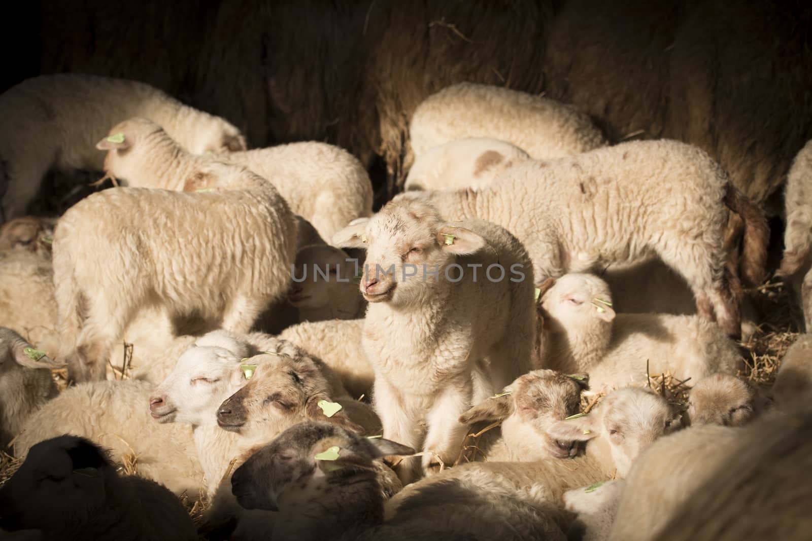 Flock of lambs and sheep in sunlight