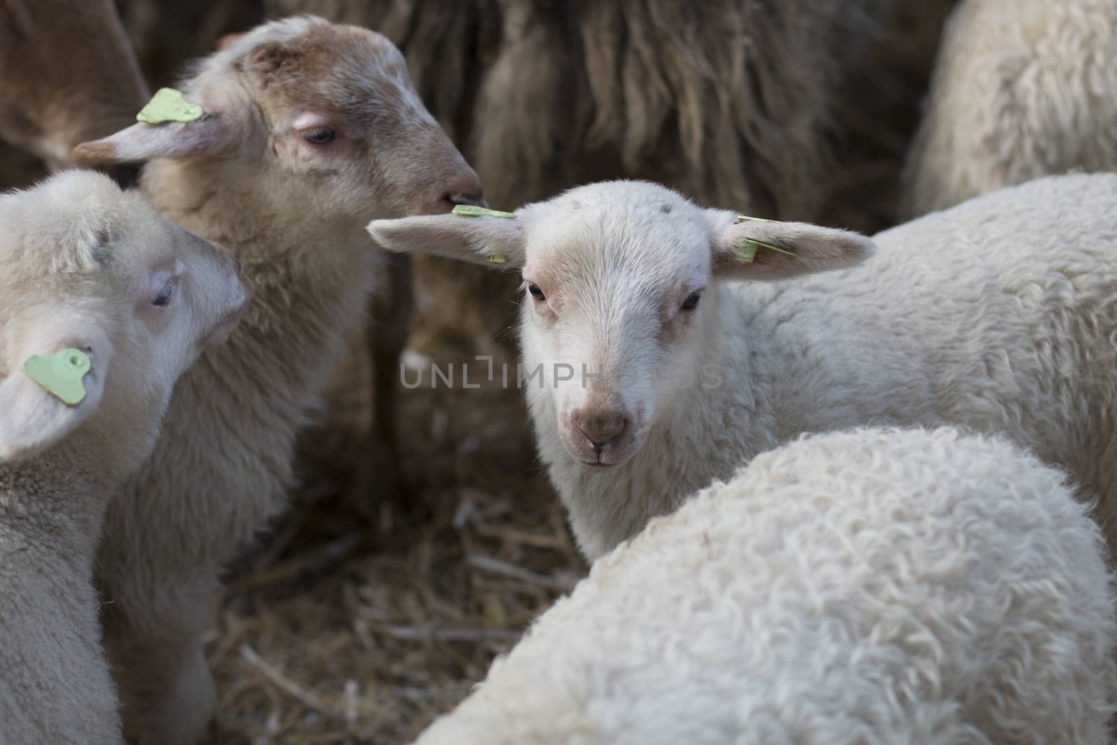 Lamb by avanheertum