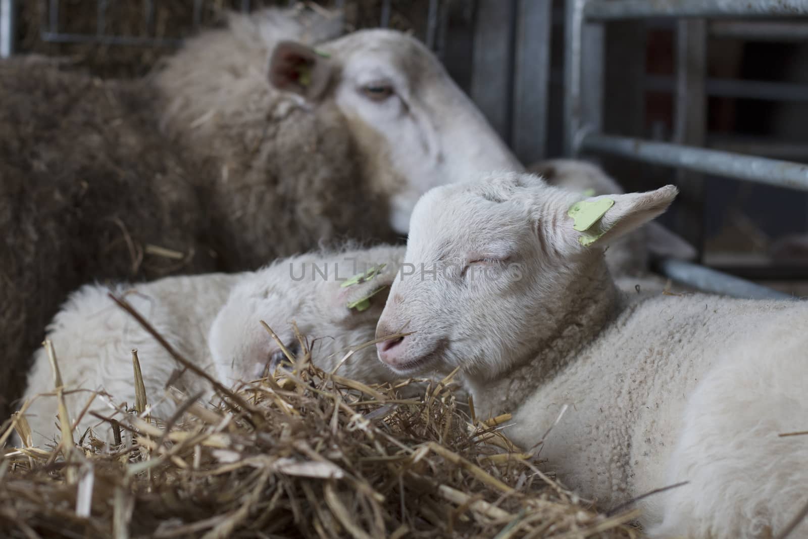 Lamb, eyes closed by avanheertum