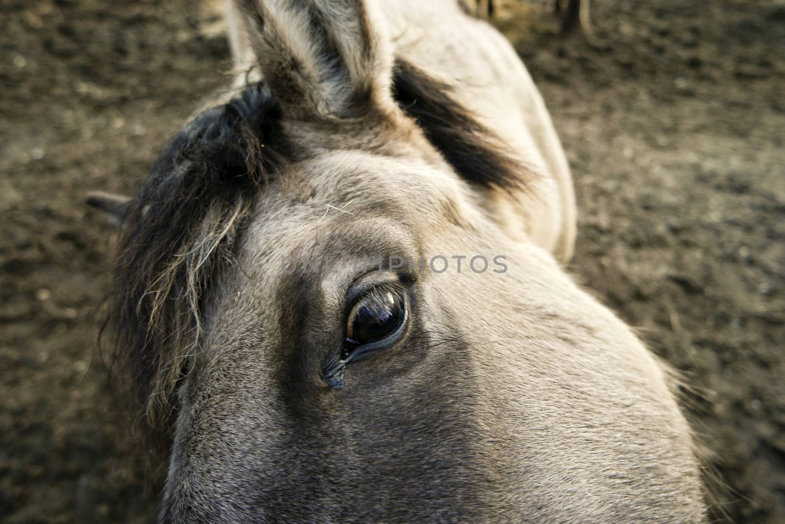Closeup of a Konik Horse