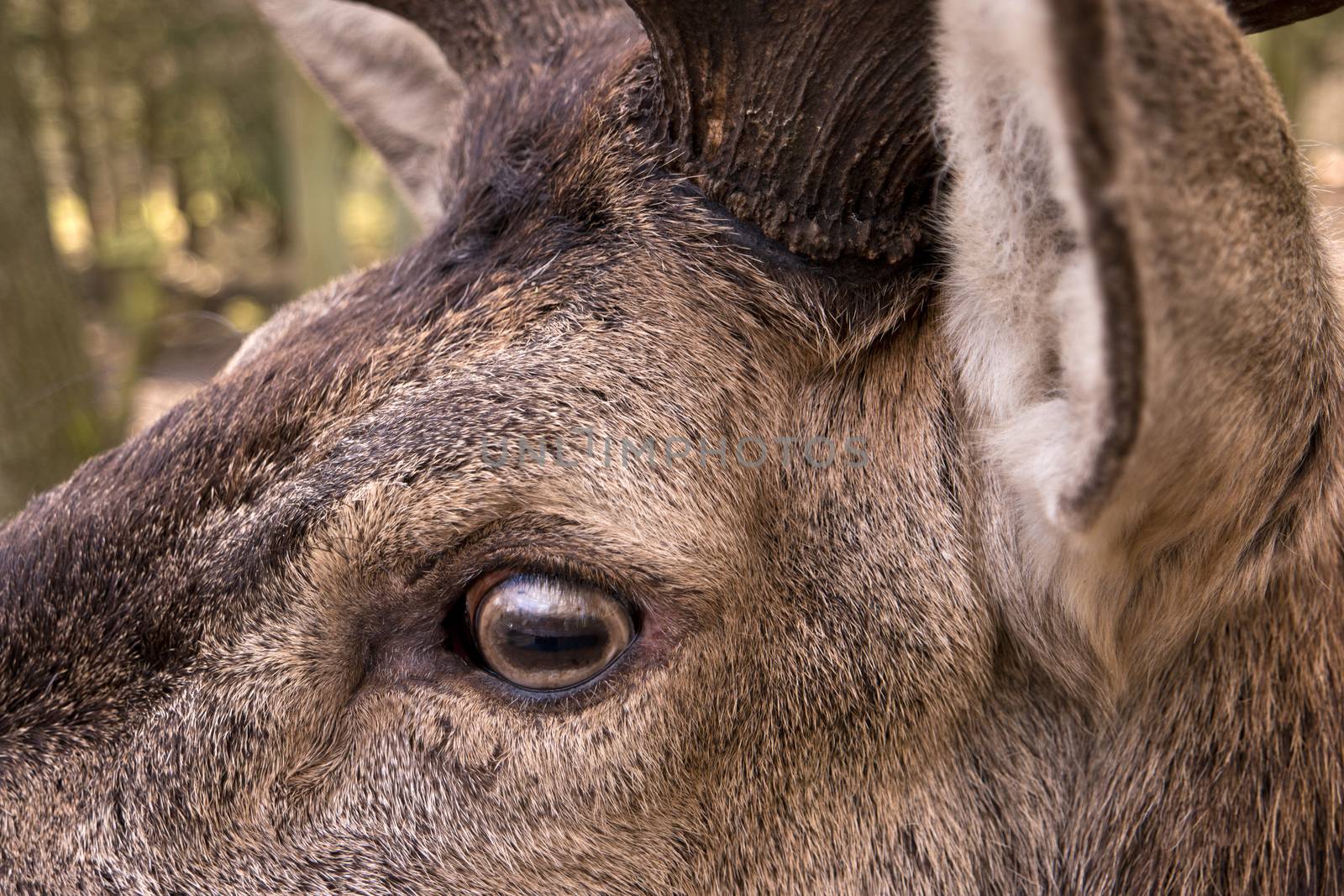 Closeup of a Deer by 3quarks