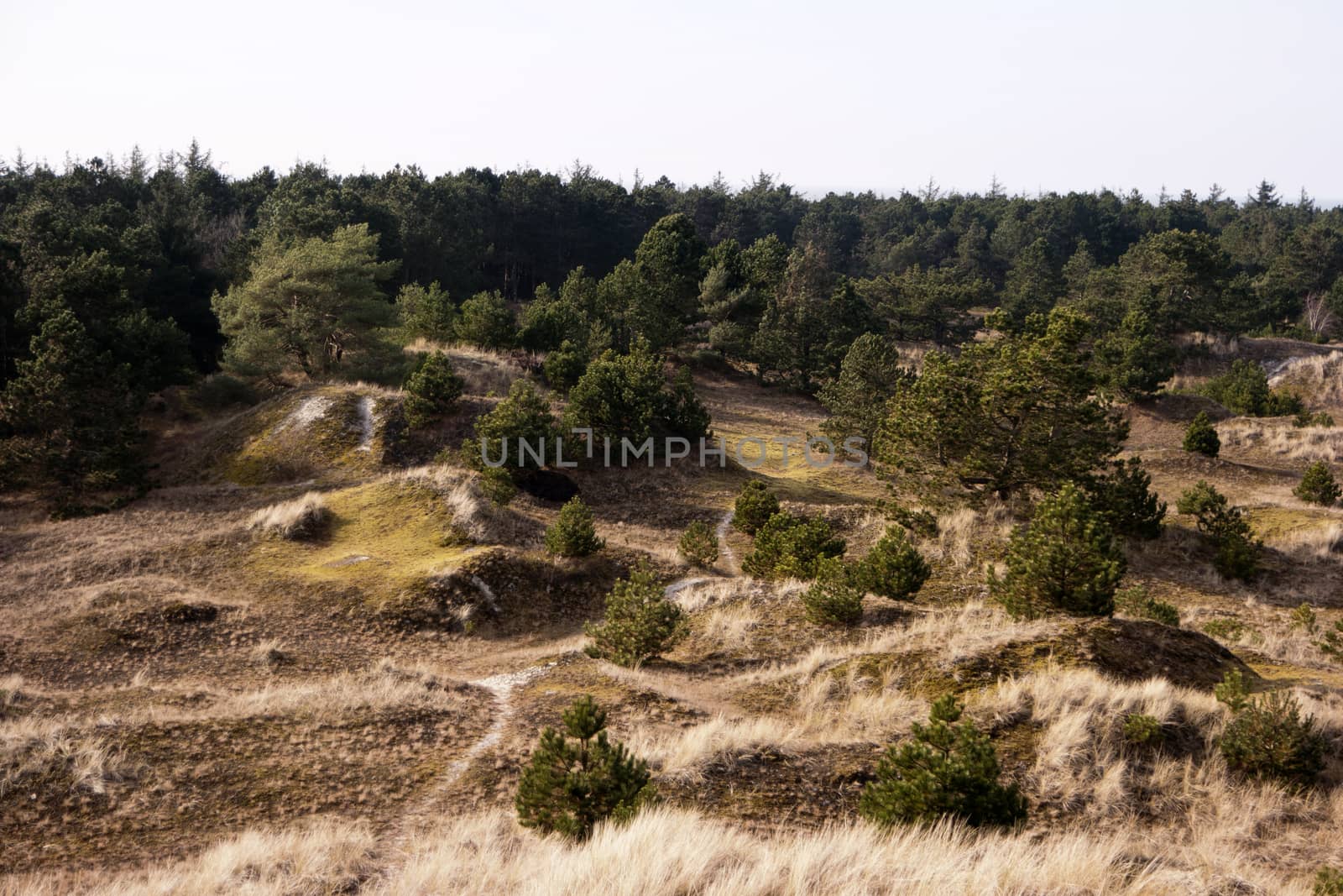 Dune Landscape in St. Peter-Ording in Germany