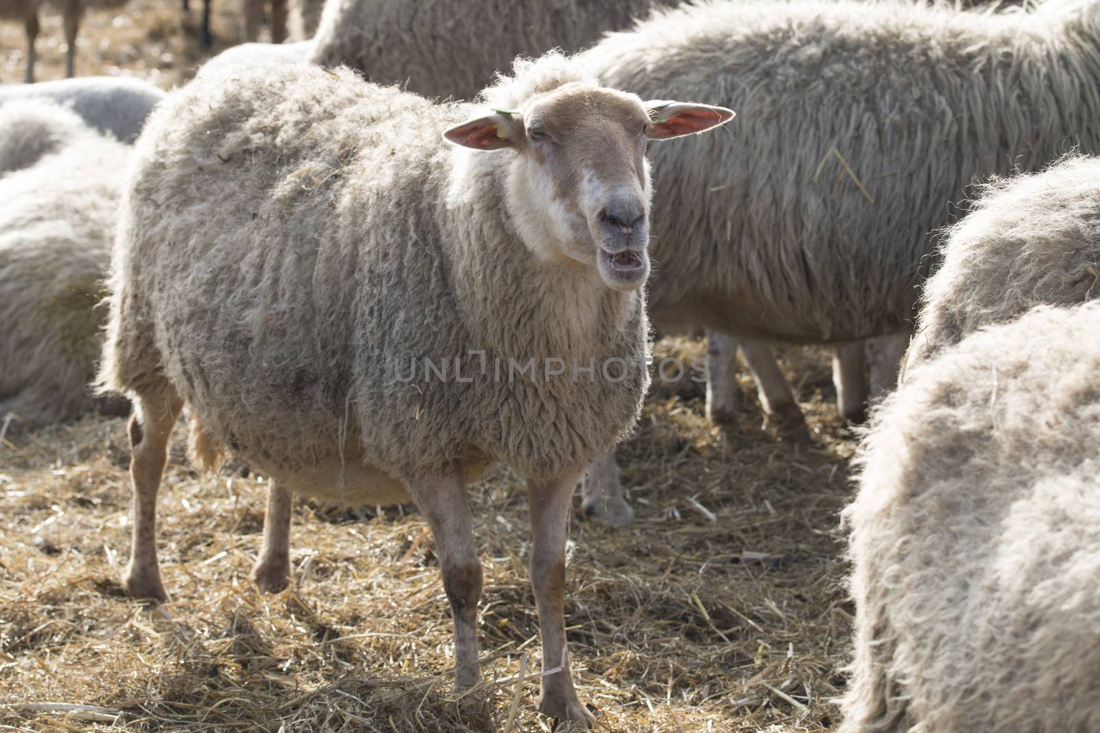 Sheep by avanheertum