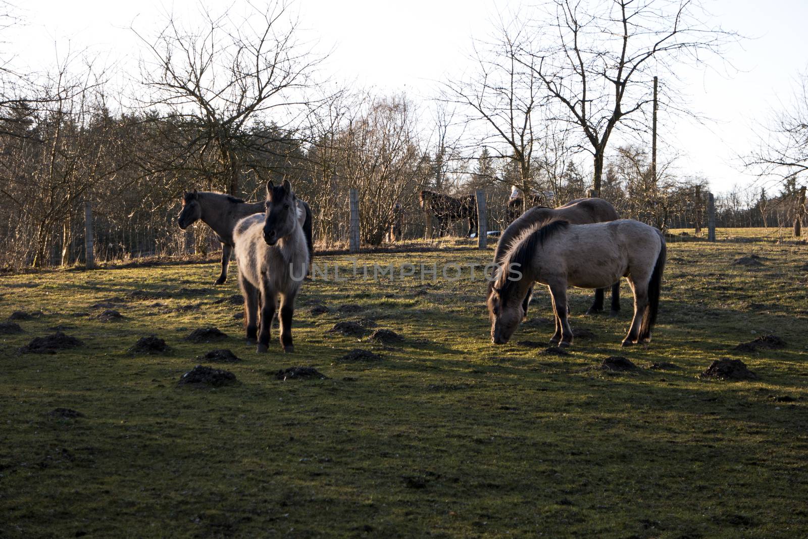 Konik Horses on a Pasture by 3quarks