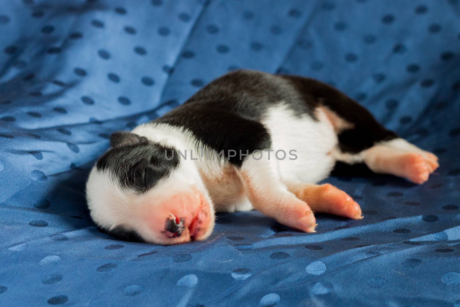 Newborn purebred black and white border collie