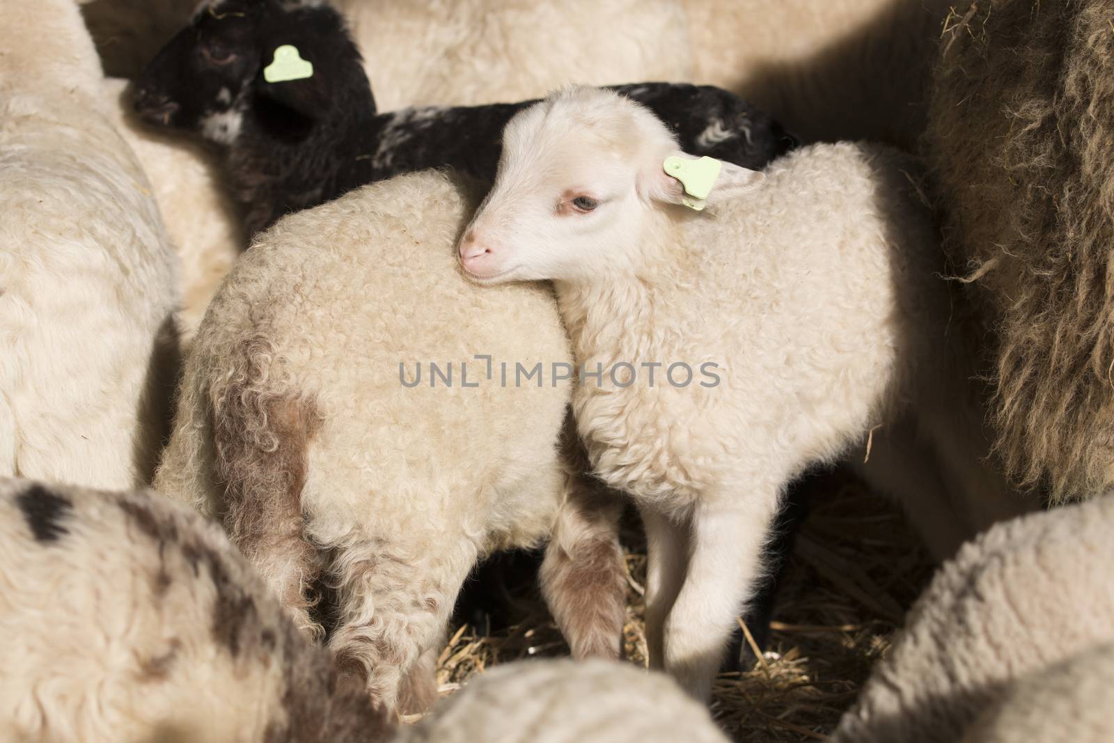 White lamb by avanheertum
