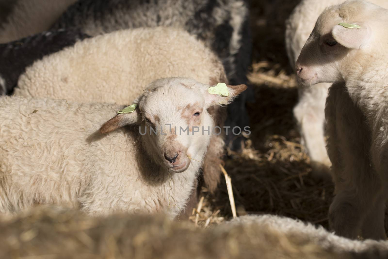 Lamb by avanheertum