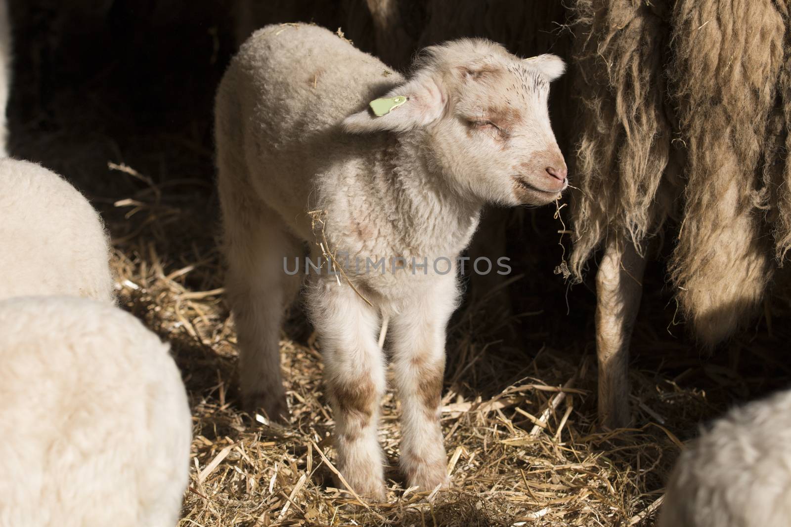 Lamb eating by avanheertum