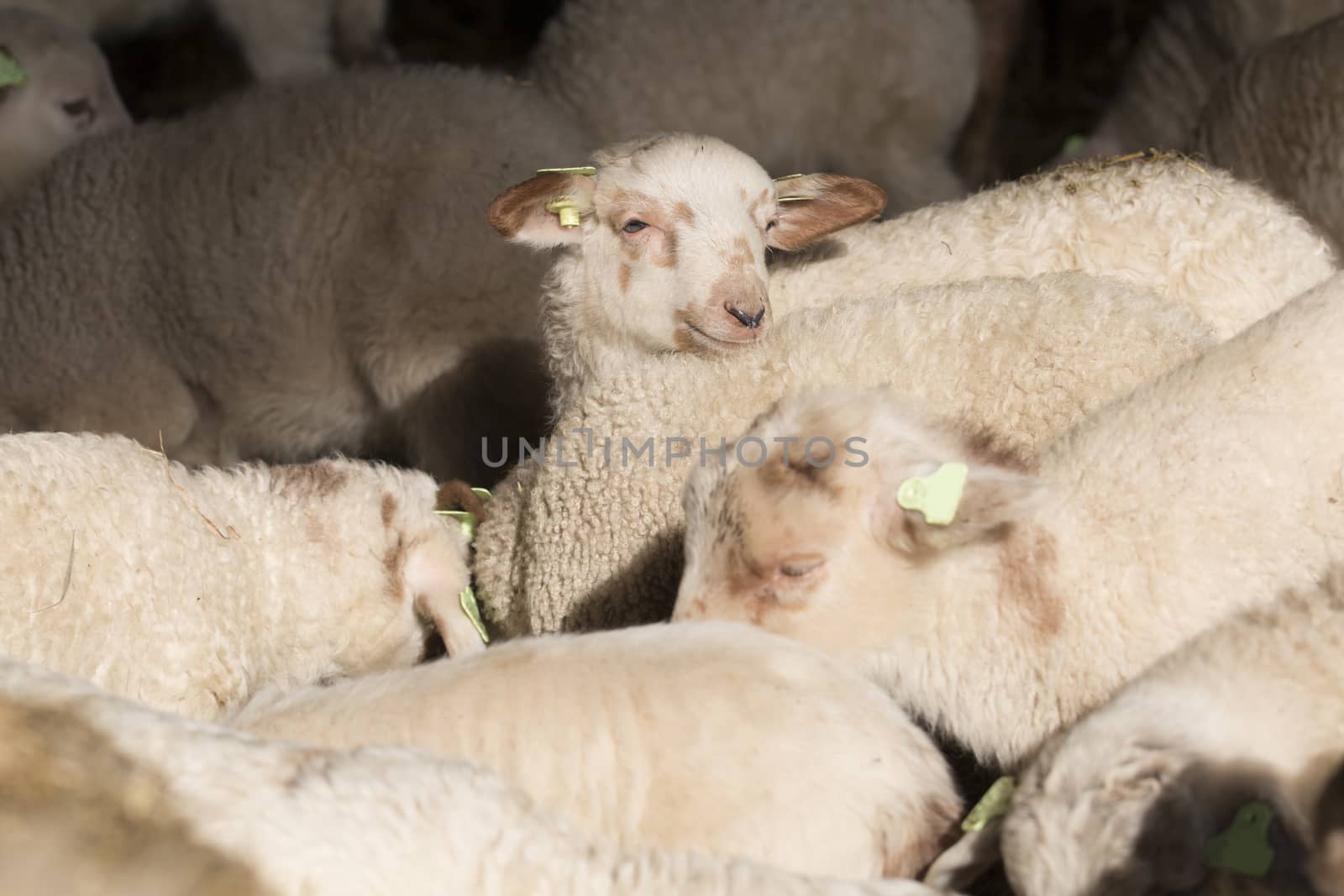 Flock of lambs