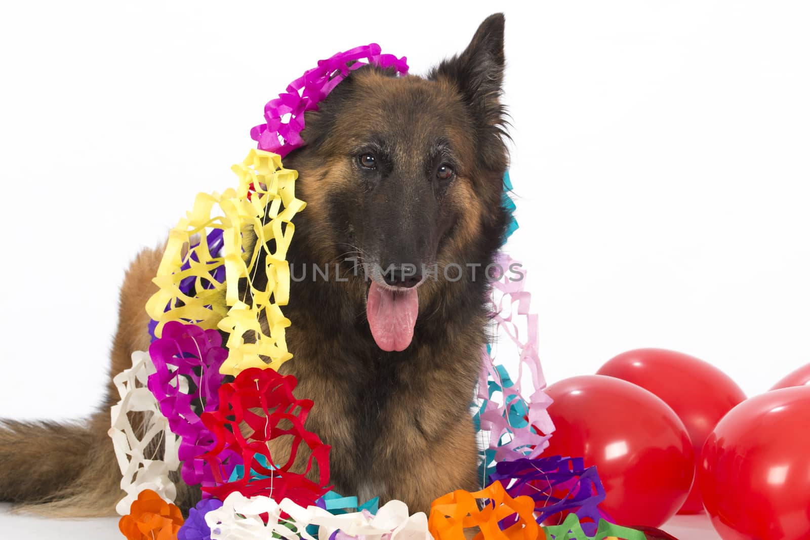 Belgian Shepherd Tervuren dog with balloons and garlands, isolated on white studio background
