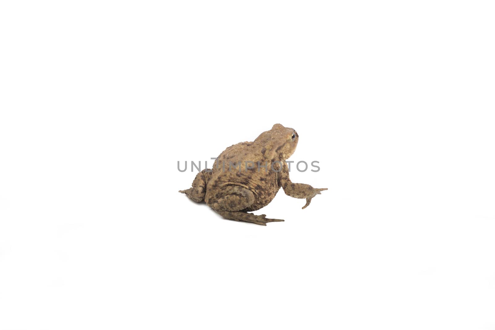 Hoptoad isolated on white background by avanheertum