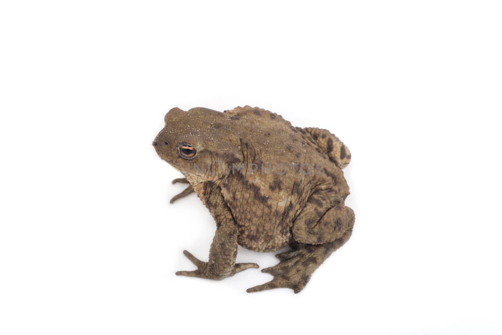 Hoptoad isolated on white background by avanheertum