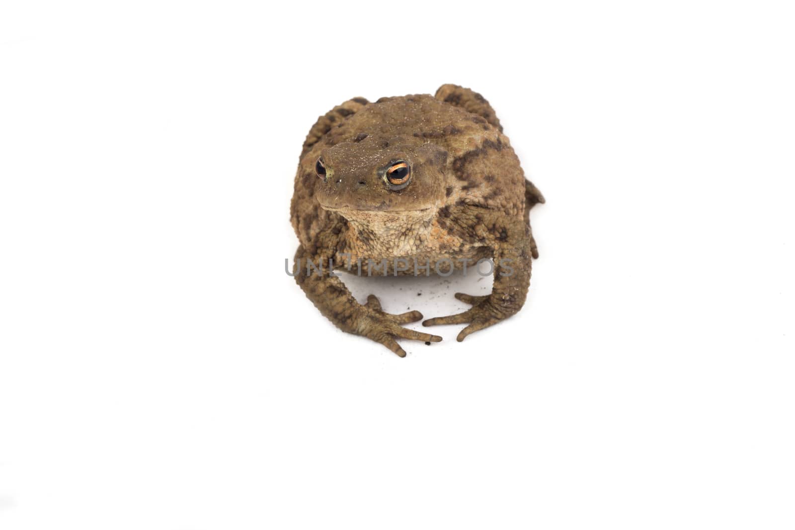 Hoptoad isolated on white background by avanheertum