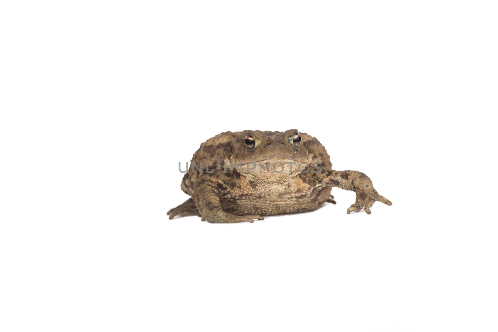 Hoptoad isolated on white background