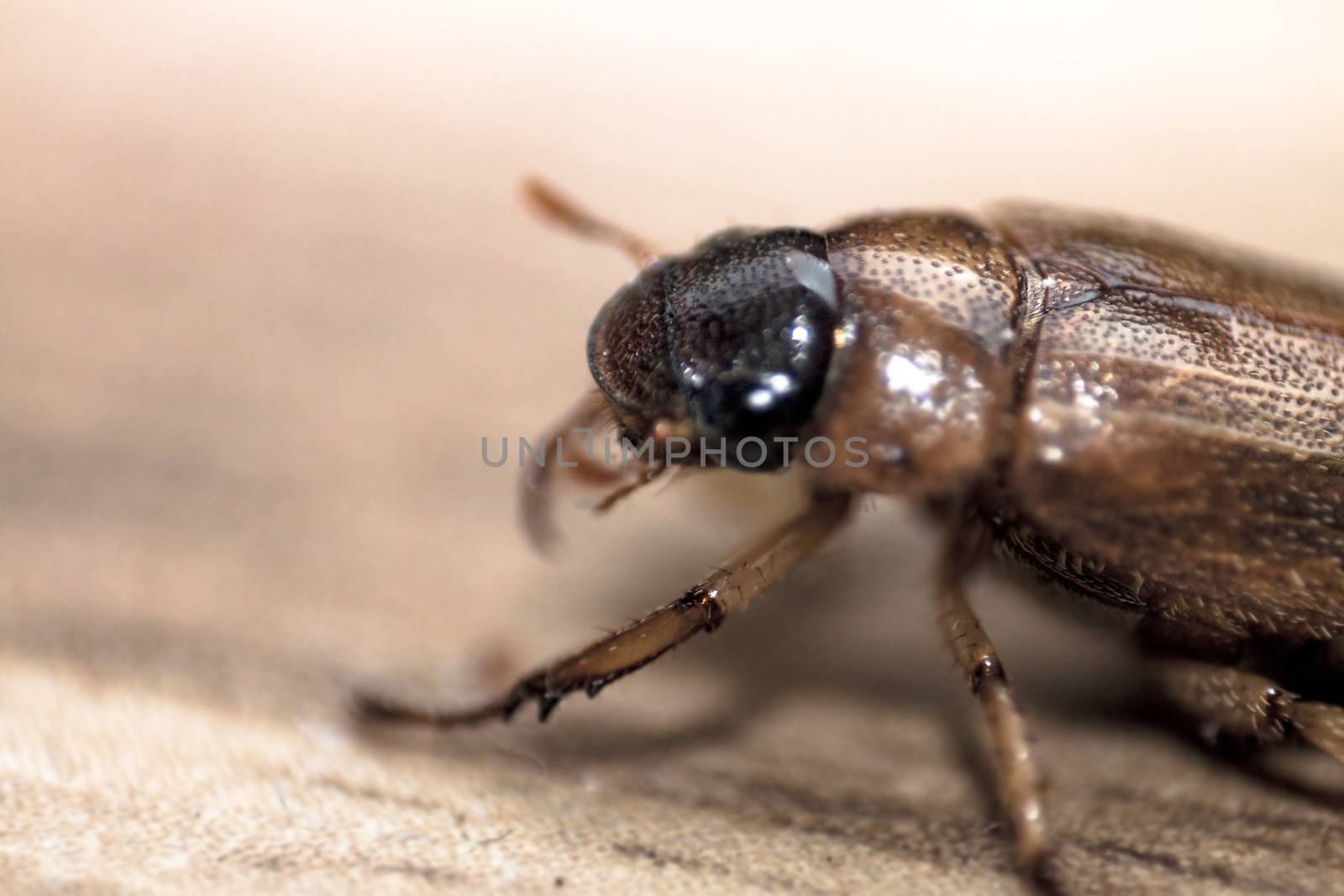 night beetle extreme close up on ground by stockbp