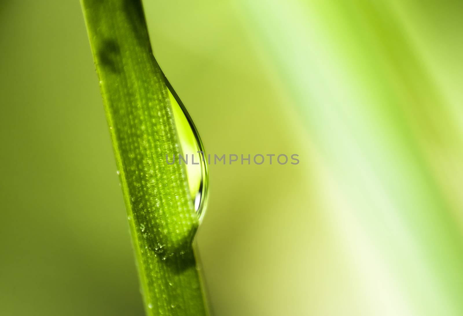 an extreme close up of a clear water droplet rolling down a green blade of grass