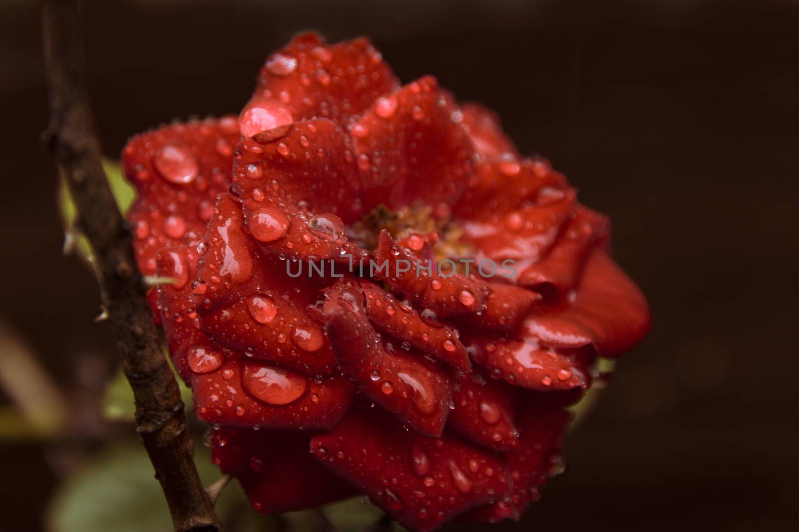 a fresh red rose growing off a thorny stem covered in beads of water droplets