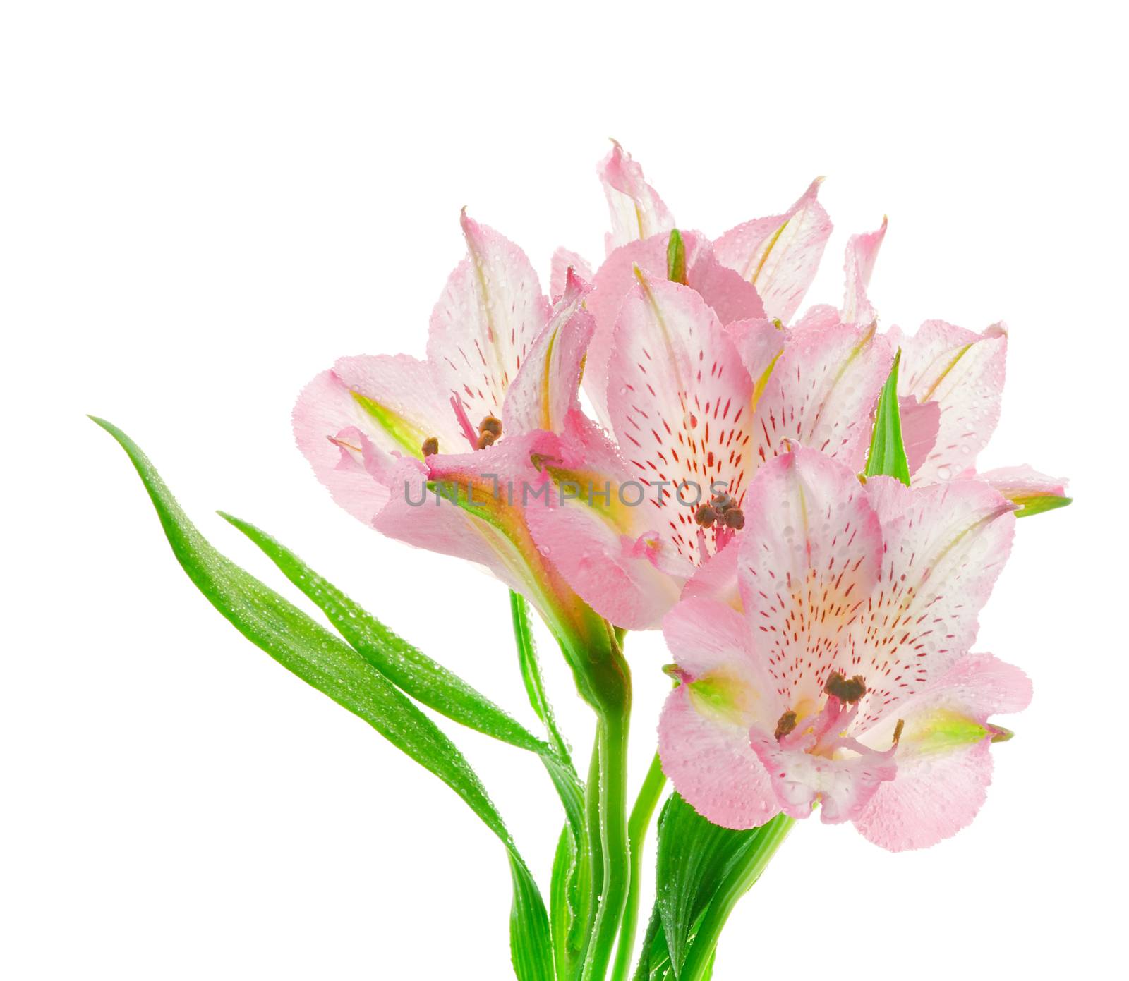 Inflorescence of Beautiful Pink Alstroemeria with Droplets in Shadow isolated on White background