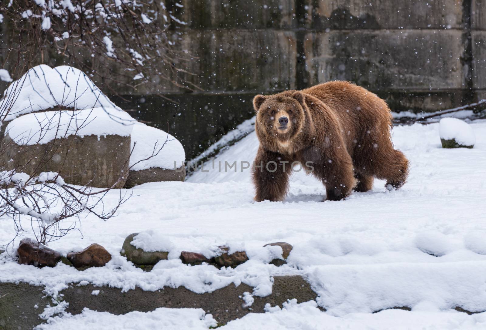 Brown  grizzly bear walking  on the snow background