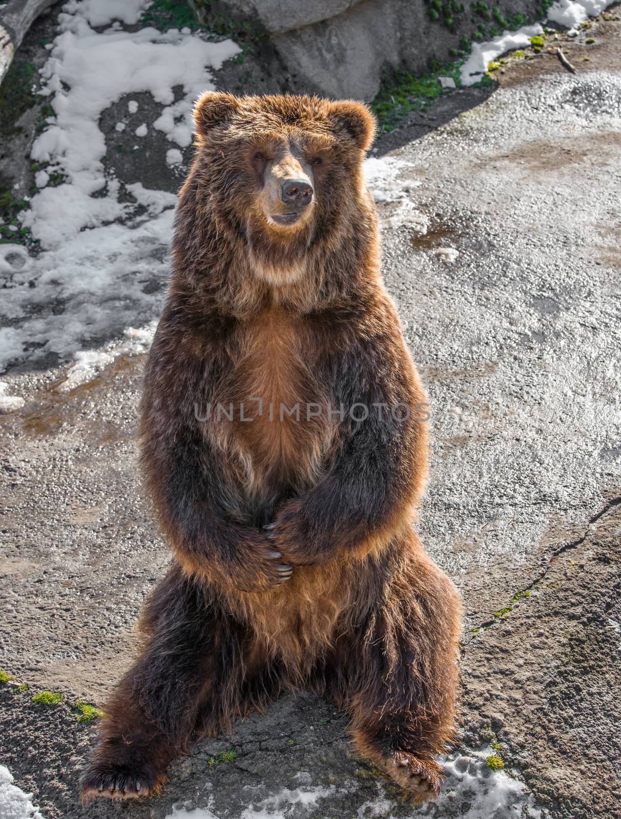 Brown  grizzly bear on a rock.Clouse-up