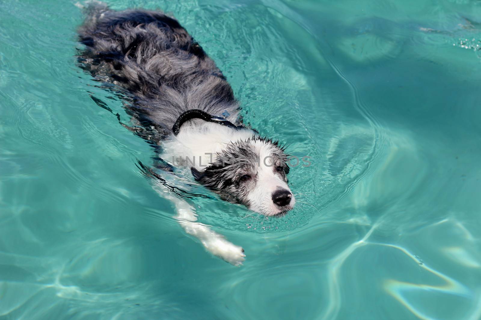 Swimming dog