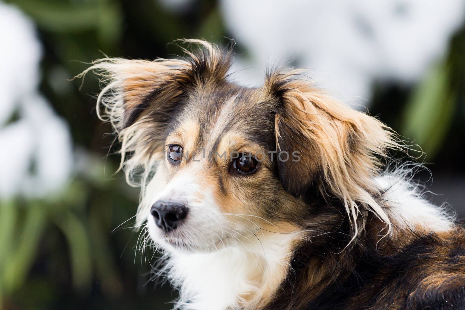 Wonderful lonely dog  looking away