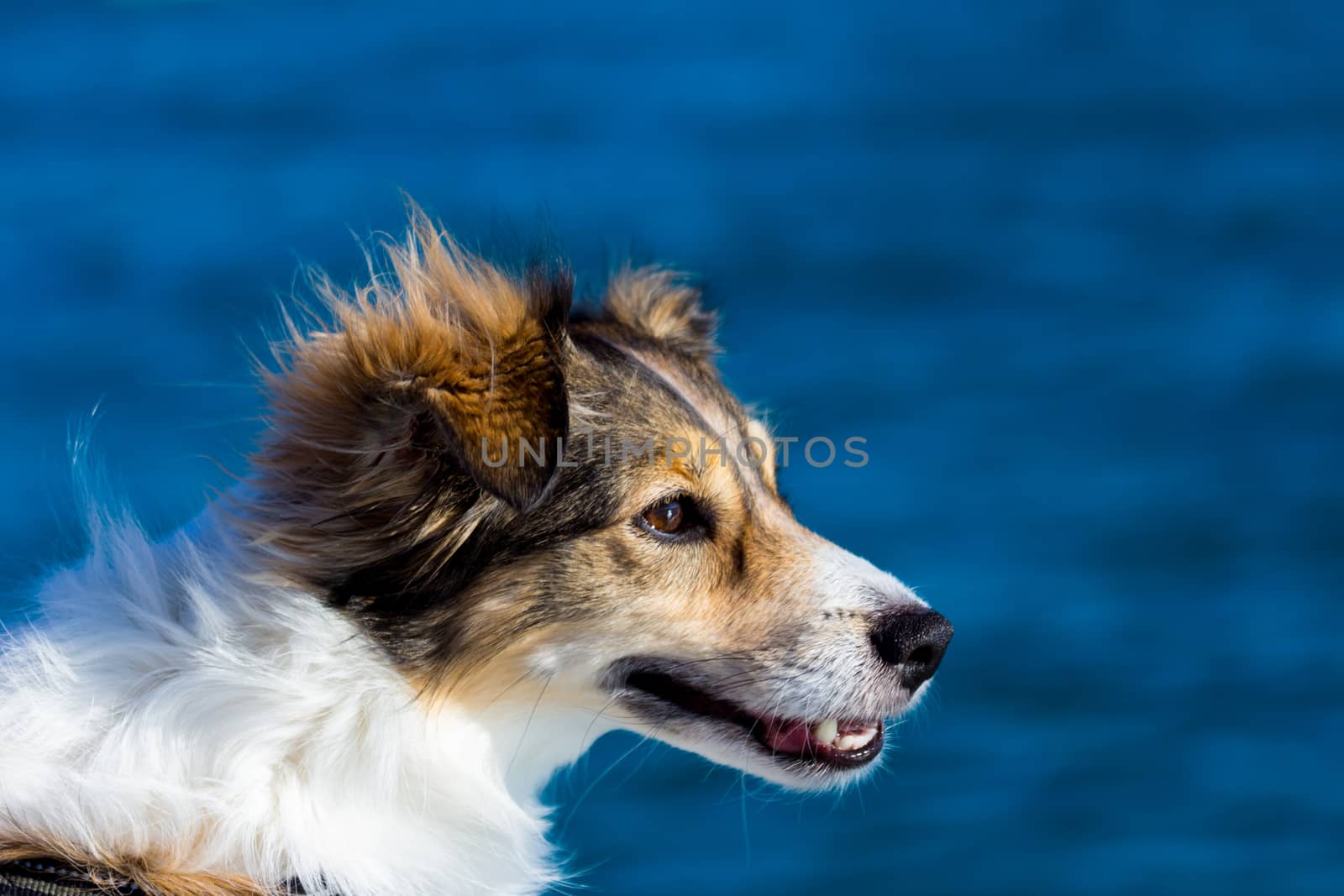 Happy dog on a boat  in a windy day