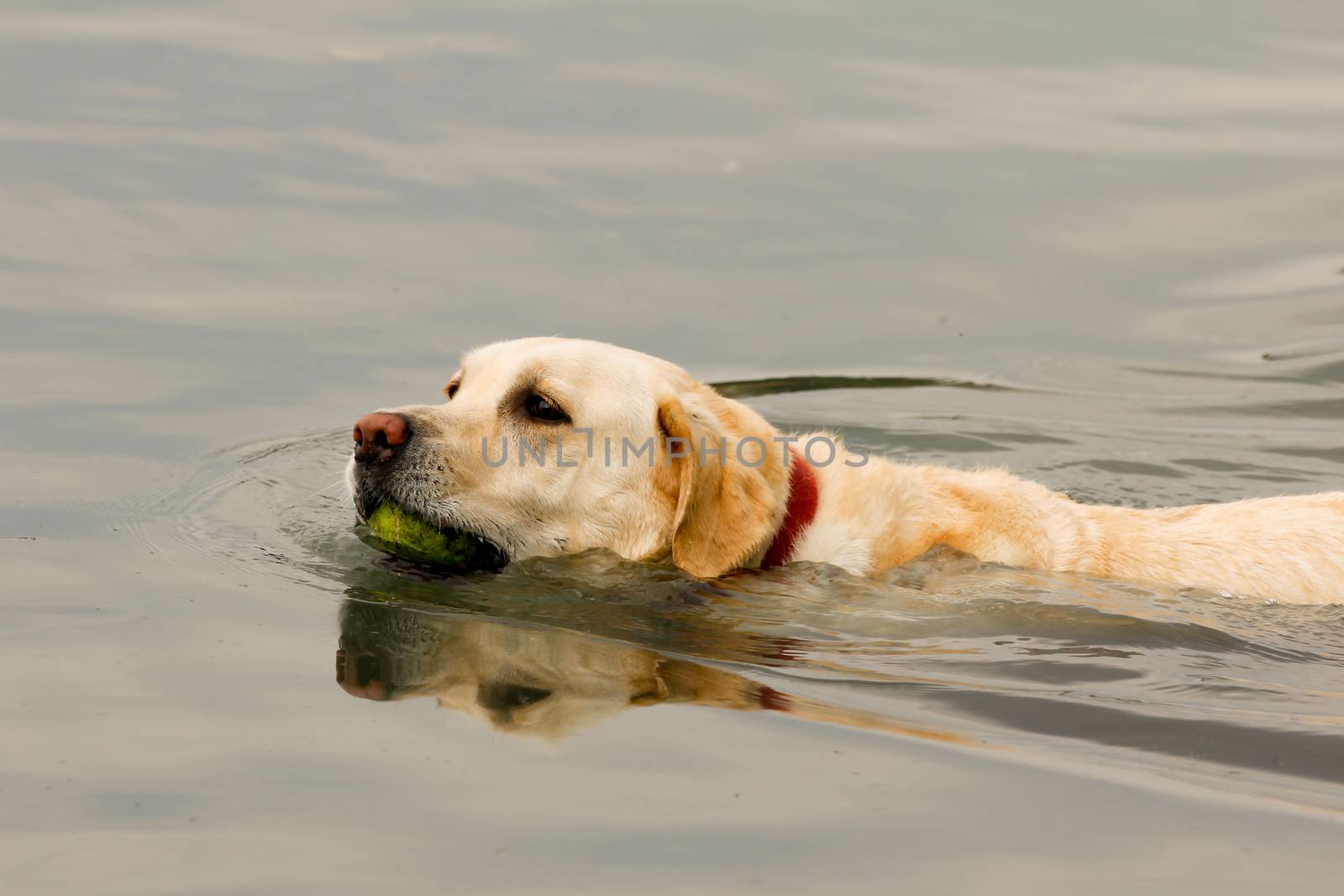 A dog is swimming with a ball in his mouth