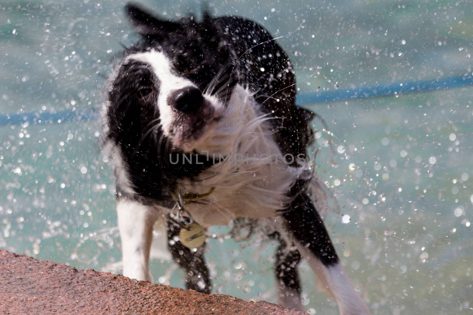 Shaking dog at the sea