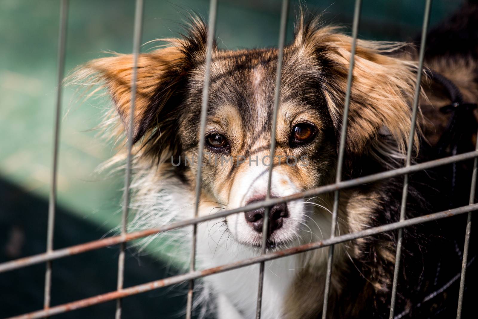 Dog behind bars - abandoned waiting for a home