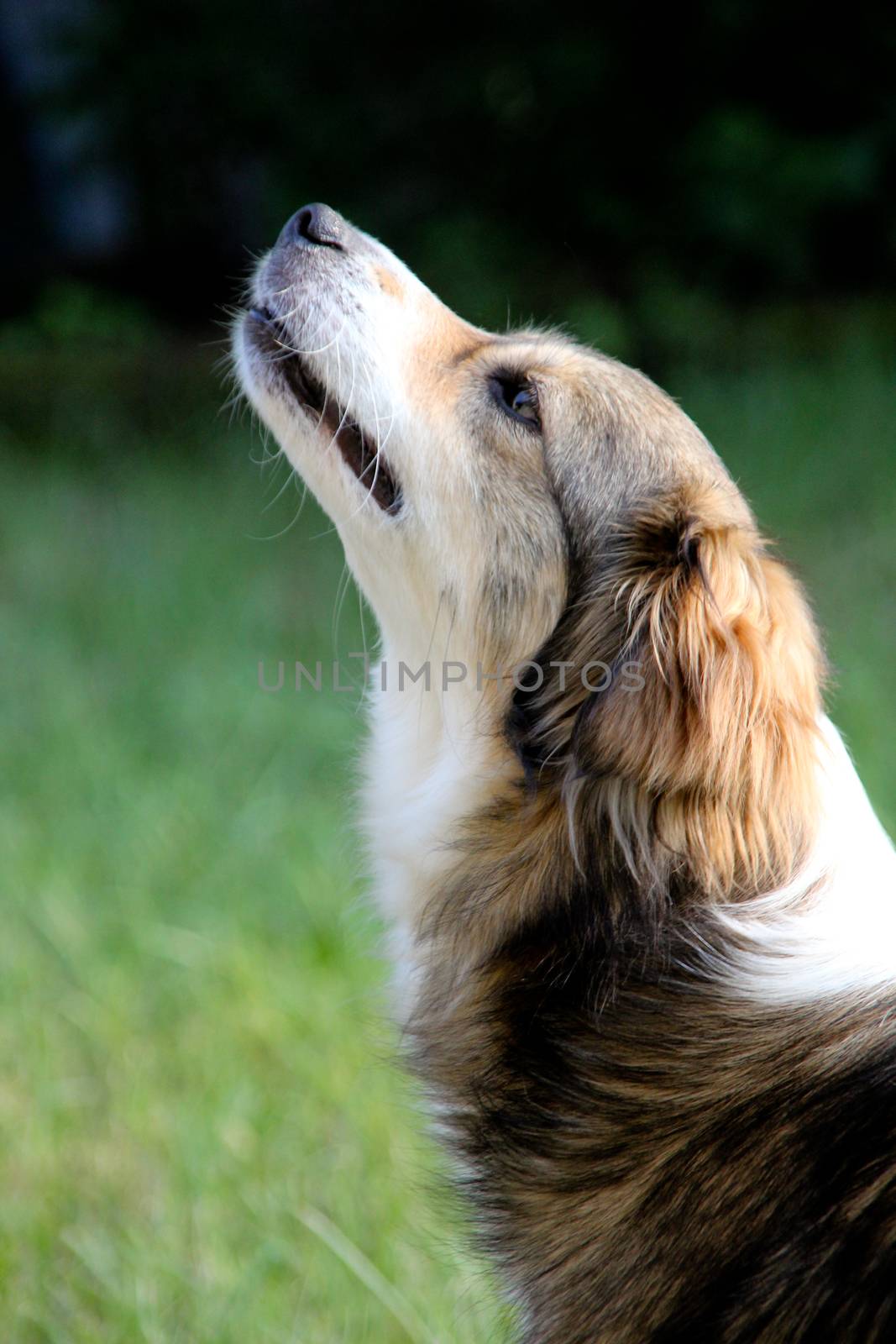 Dog howling at the sky